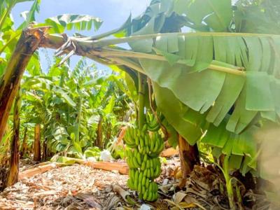 Propone medidas para detener colapso de exportaciones banano
